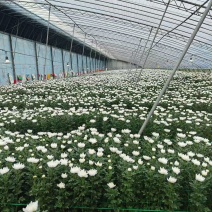 【产地直供】鲜切黄白菊基地现采花头大花期长