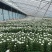 【产地直供】鲜切黄白菊基地现采花头大花期长