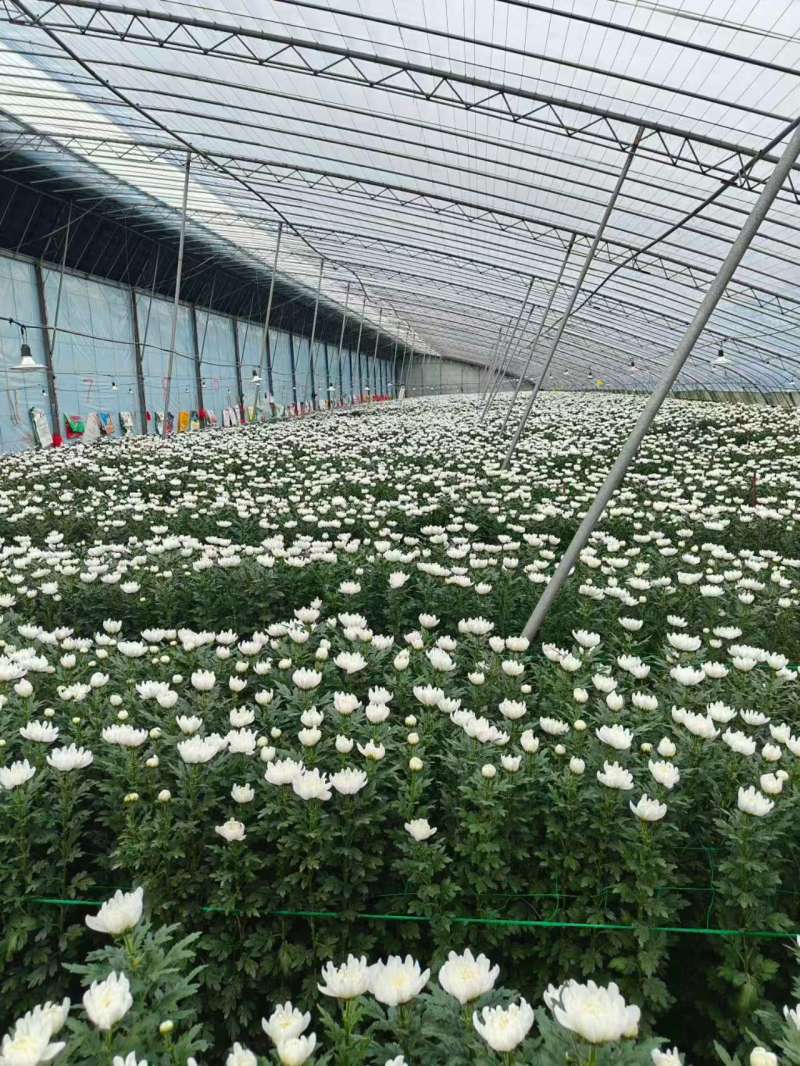 【产地直供】鲜切黄白菊基地现采花头大花期长