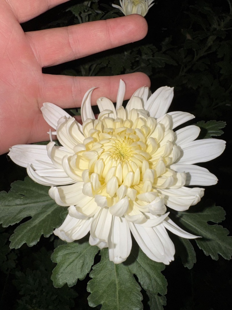 【产地直供】鲜切黄白菊基地现采花头大花期长