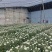【产地直供】鲜切黄白菊基地现采花头大花期长