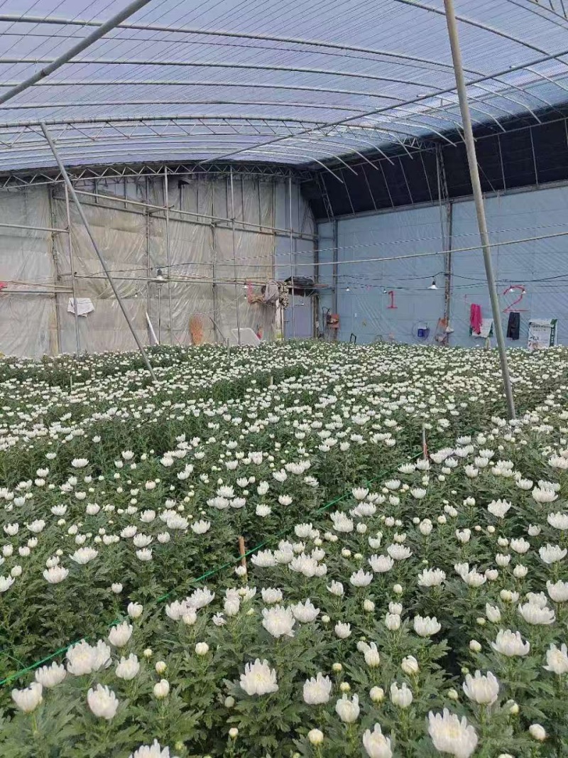 【产地直供】鲜切黄白菊基地现采花头大花期长