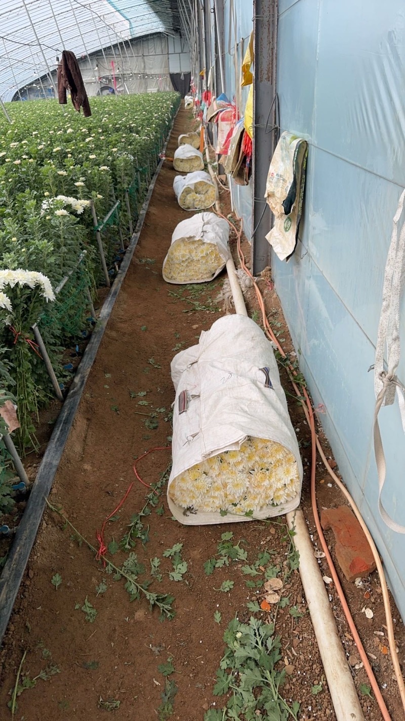 【产地直供】鲜切黄白菊基地现采花头大花期长