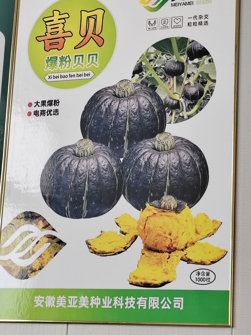 贝贝南瓜！大量供应！质量有保证！
