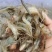 新鲜河虾