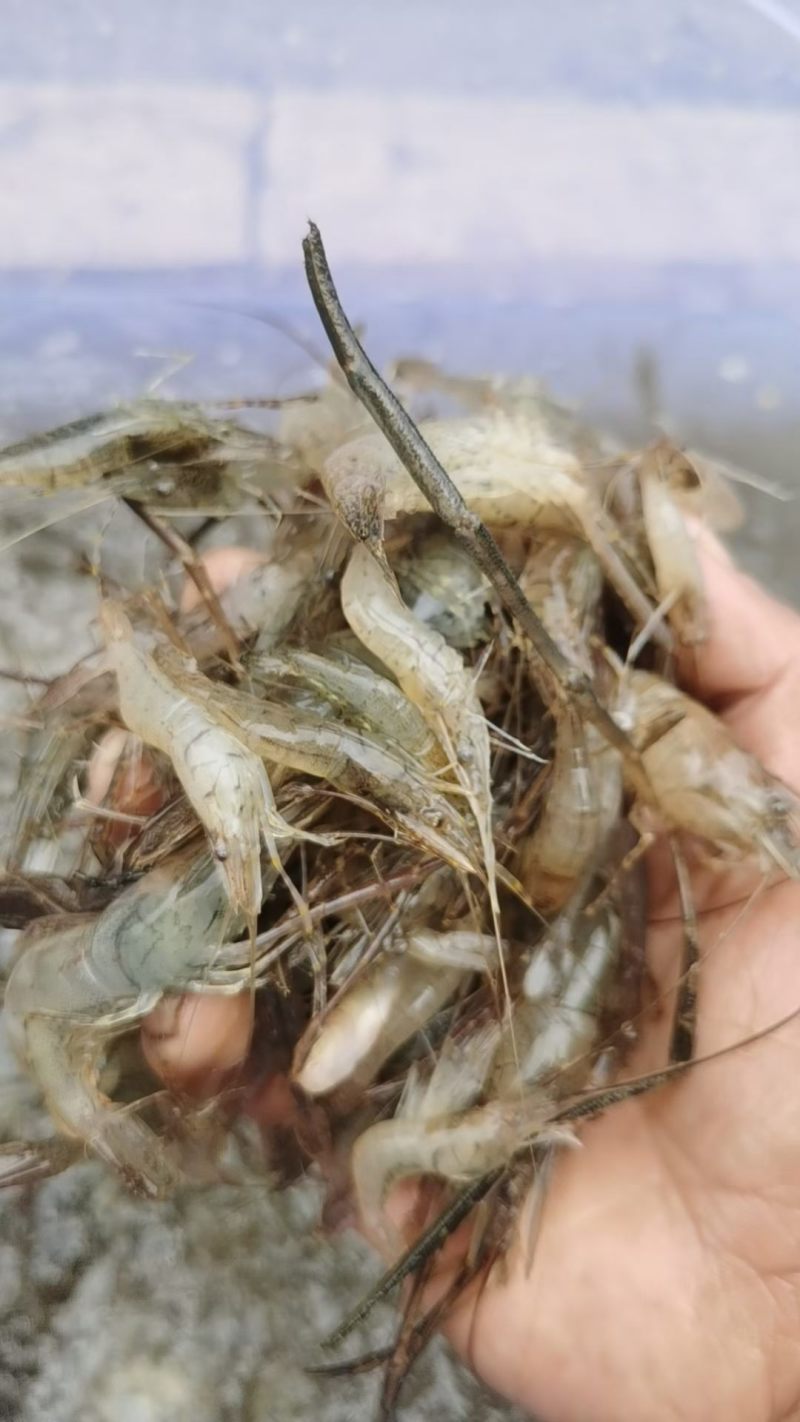 新鲜河虾