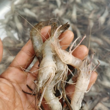 新鲜河虾
