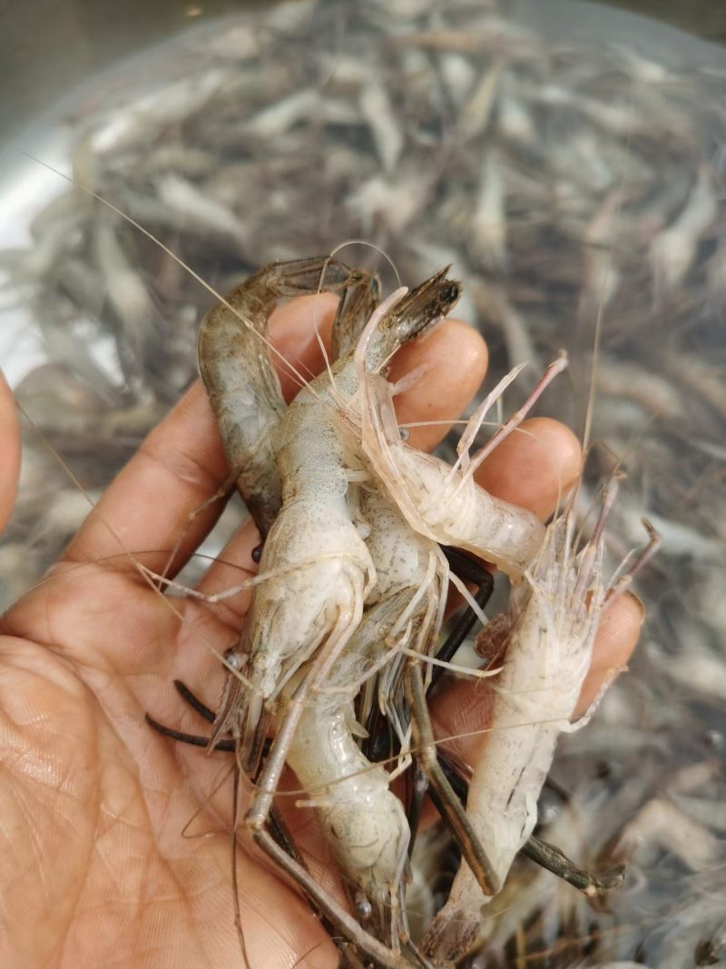 新鲜河虾