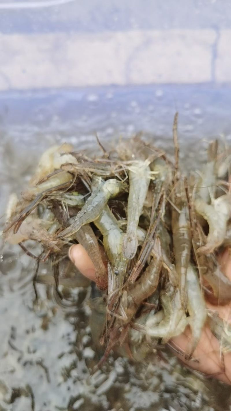 新鲜河虾