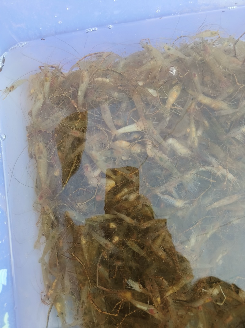 新鲜河虾