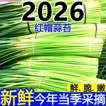 山东产地精品红帽蒜苔，今年现货价格便宜多接各大平台