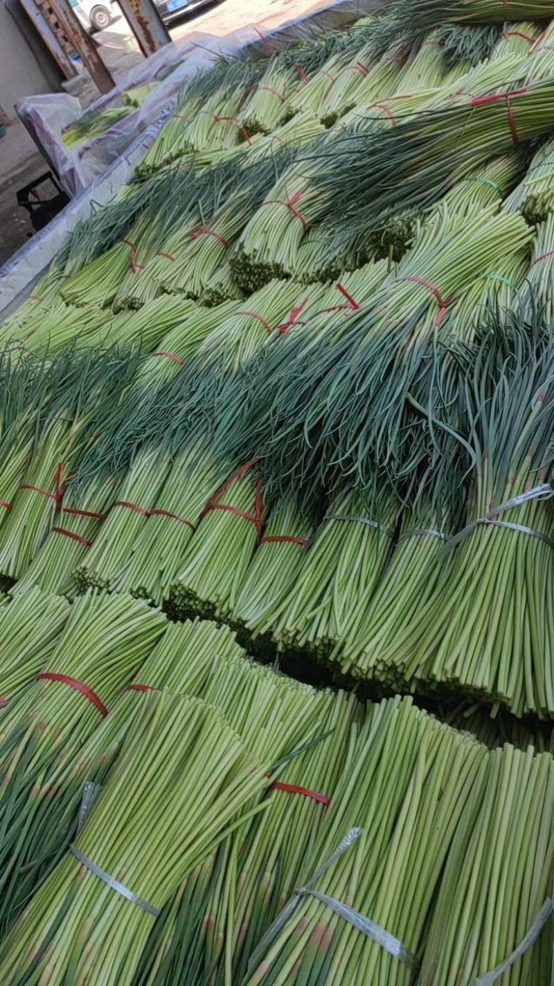 山东产地精品红帽蒜苔，今年现货价格便宜多接各大平台