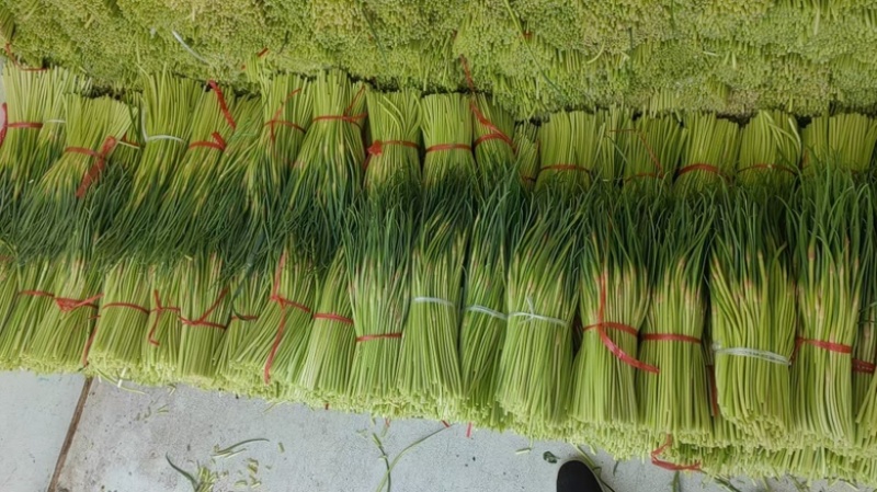 山东产地精品红帽蒜苔，今年现货价格便宜多接各大平台
