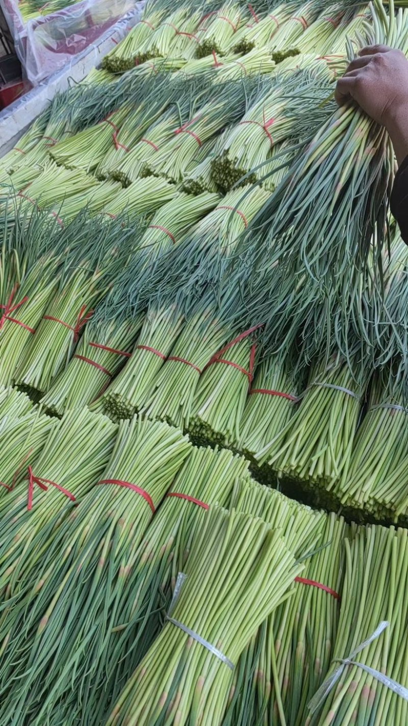 山东产地精品红帽蒜苔，今年现货价格便宜多接各大平台