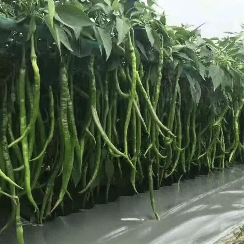 三号线椒贵州鲜辣椒产地直发保质保量对接商超市场等