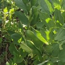 新鲜精品蚕豆2吨到3吨左右