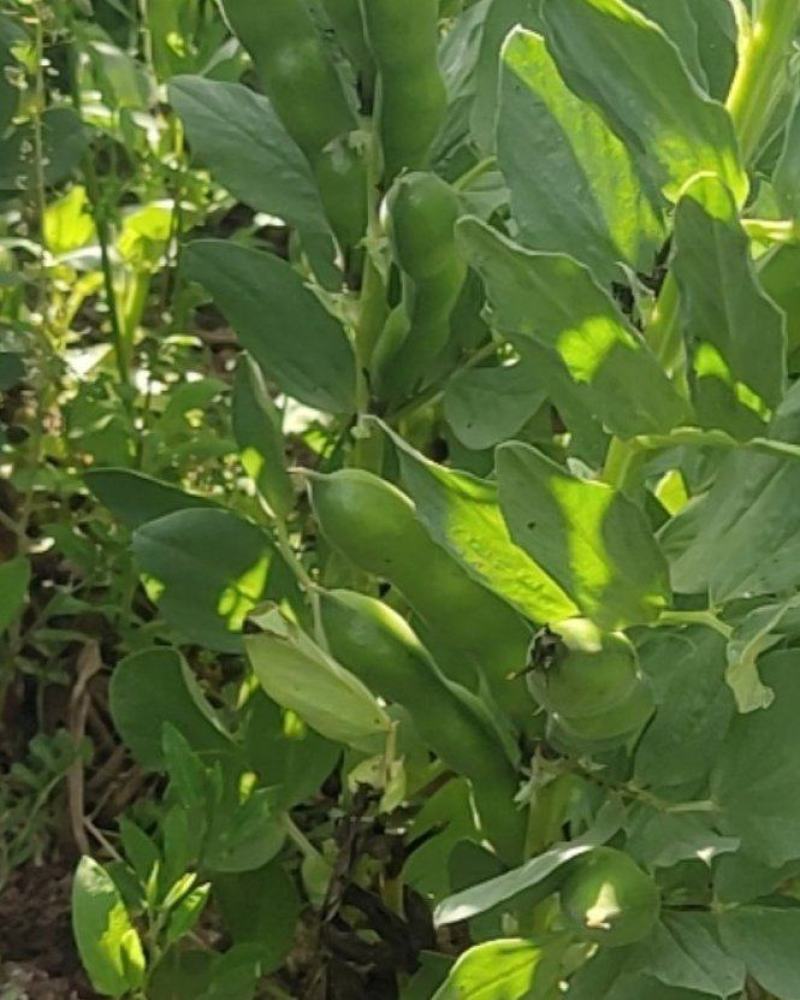 新鲜精品蚕豆2吨到3吨左右