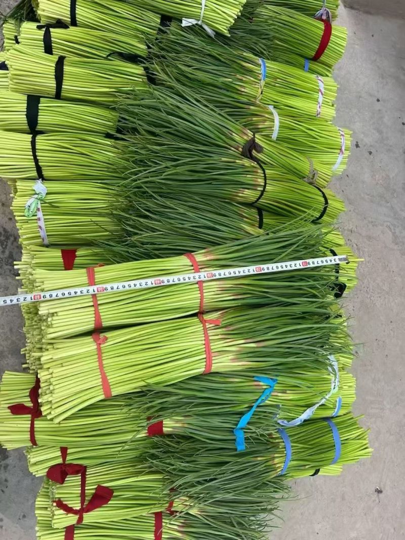 河南产区精品蒜苔大量现货。