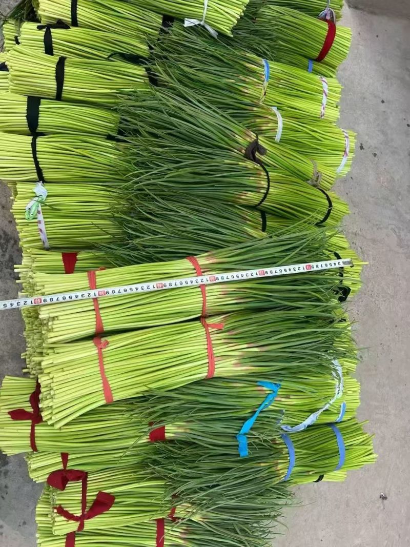 河南产区精品蒜苔大量现货。
