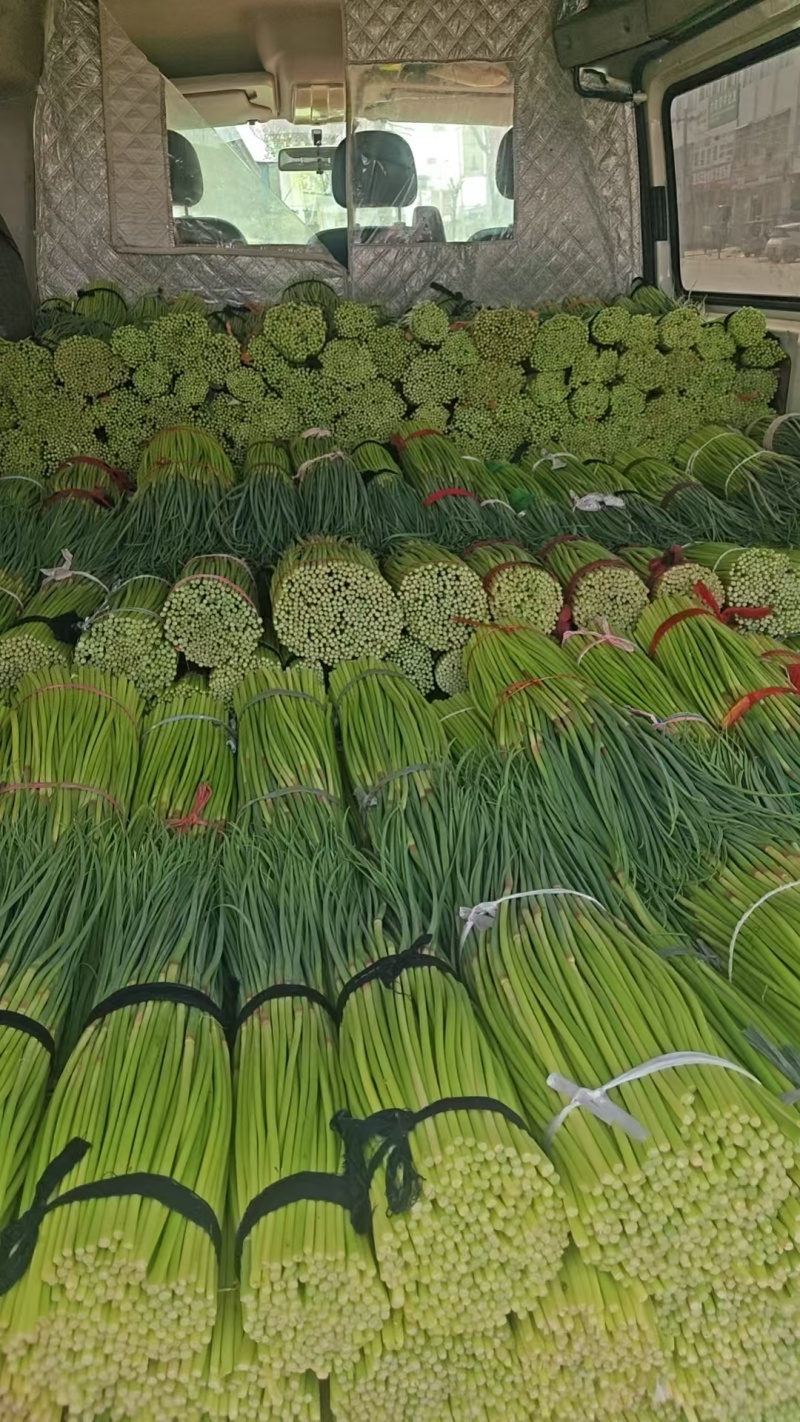 河南产区精品蒜苔大量现货。