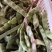 油豆一点红豆角紫花豆货源充足量大从优实力代发全国