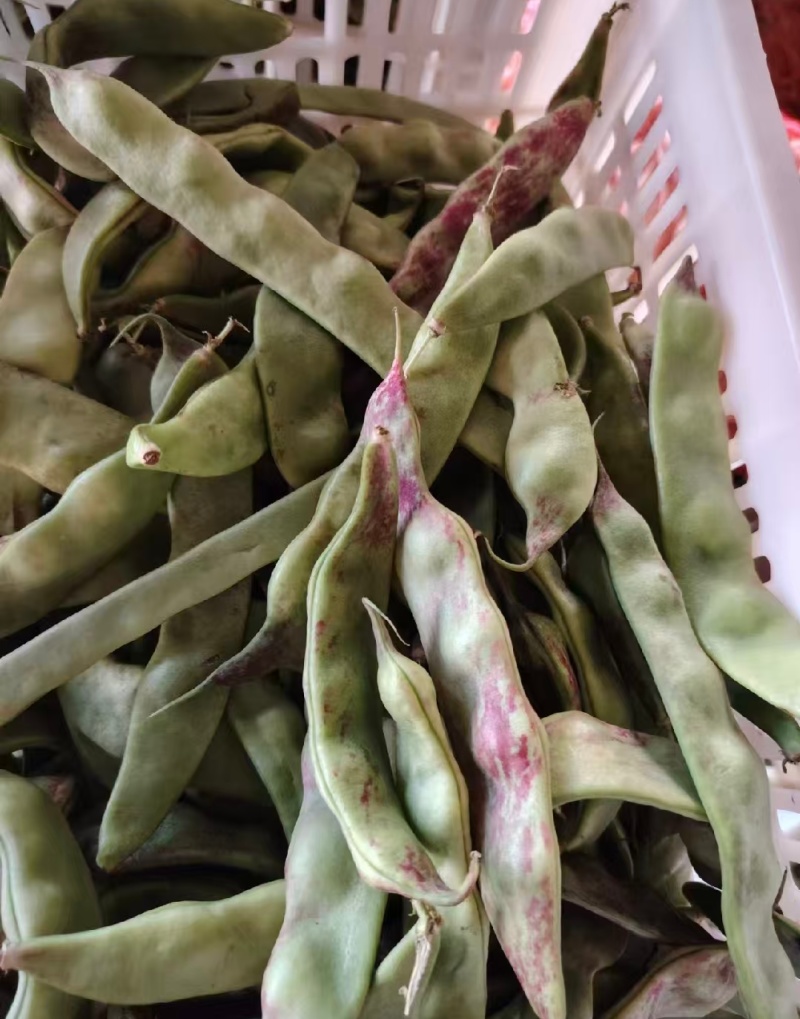 油豆一点红豆角紫花豆货源充足量大从优实力代发全国