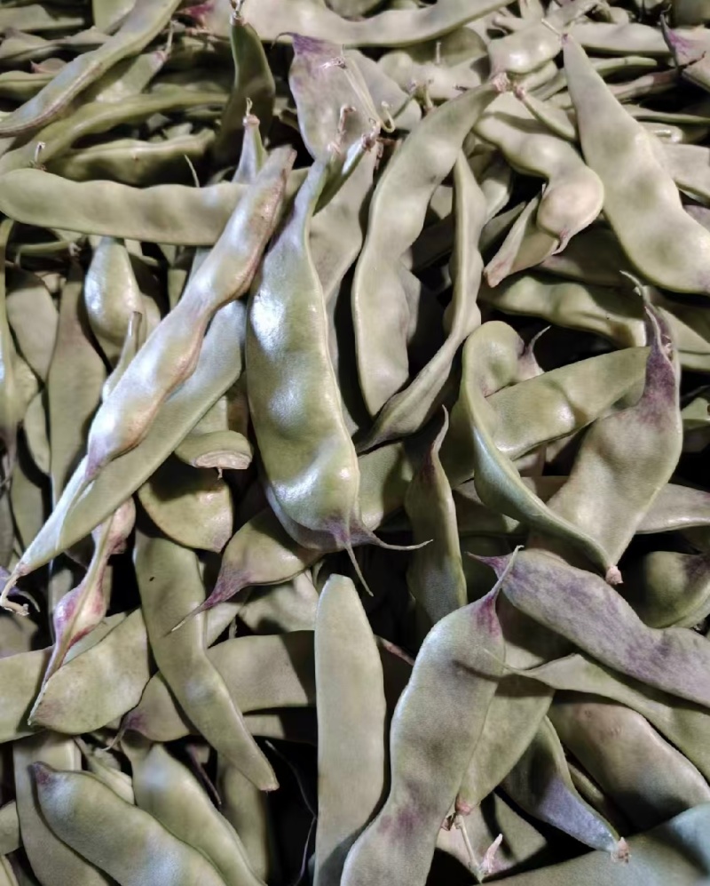 油豆一点红豆角紫花豆货源充足量大从优实力代发全国
