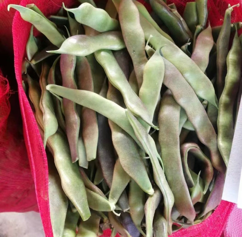 油豆一点红豆角紫花豆货源充足量大从优实力代发全国