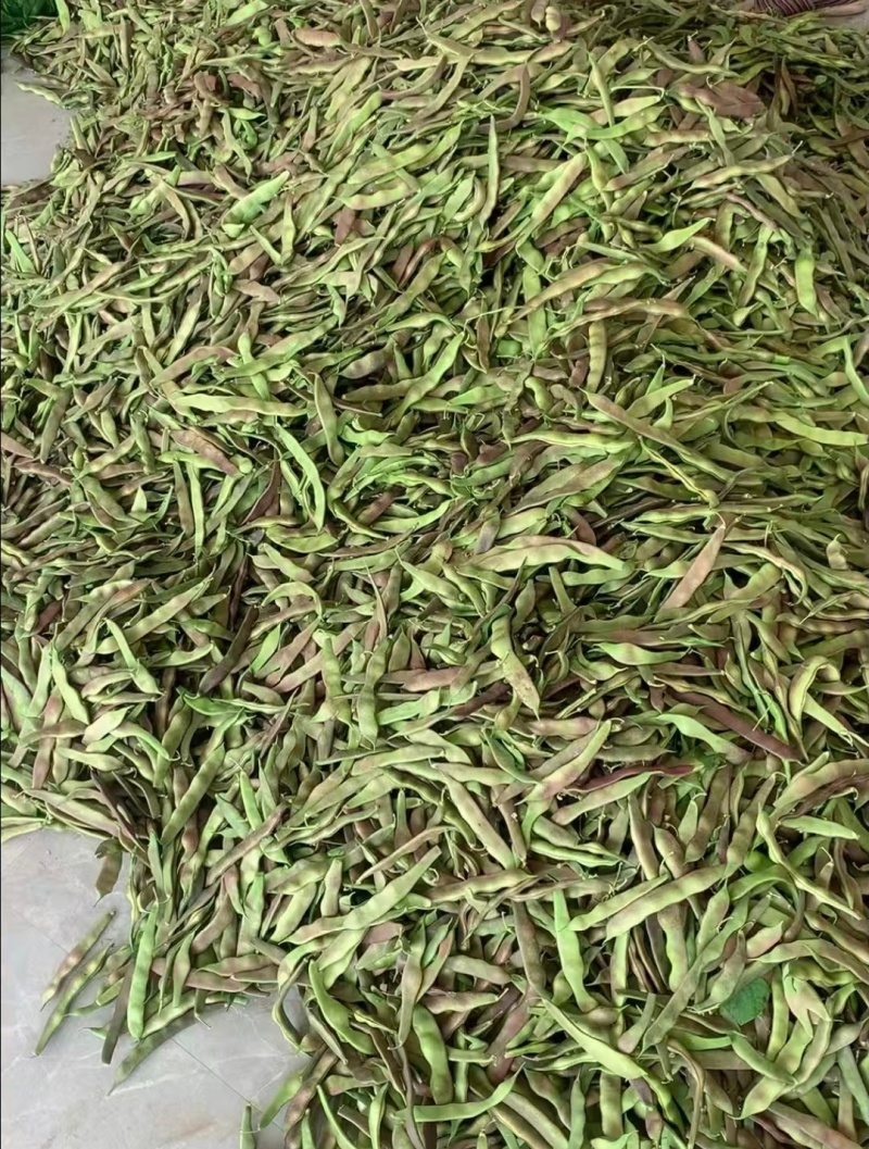 油豆一点红豆角紫花豆货源充足量大从优实力代发全国