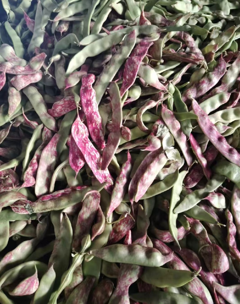 油豆一点红豆角紫花豆货源充足量大从优实力代发全国