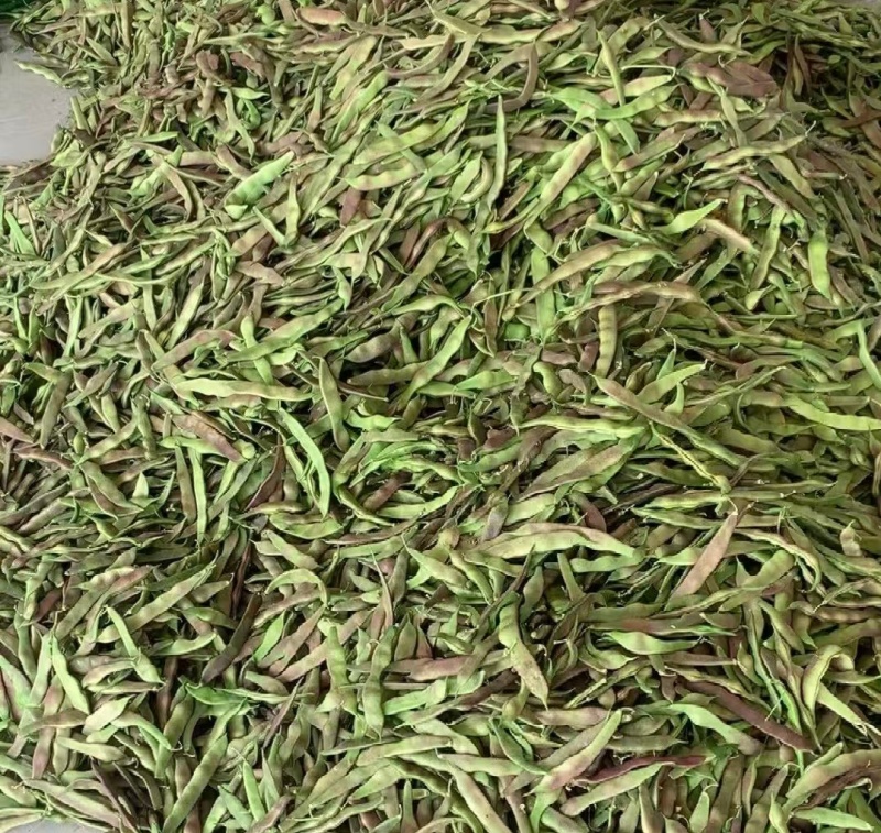 油豆一点红豆角紫花豆货源充足量大从优实力代发全国