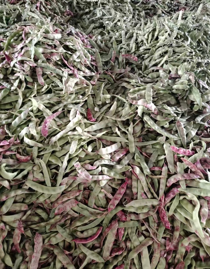油豆一点红豆角紫花豆货源充足量大从优实力代发全国