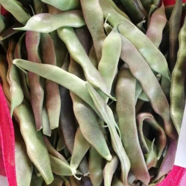 油豆一点红豆角紫花豆货源充足量大从优实力代发全国