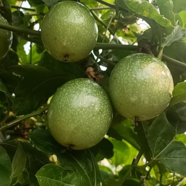 百香果