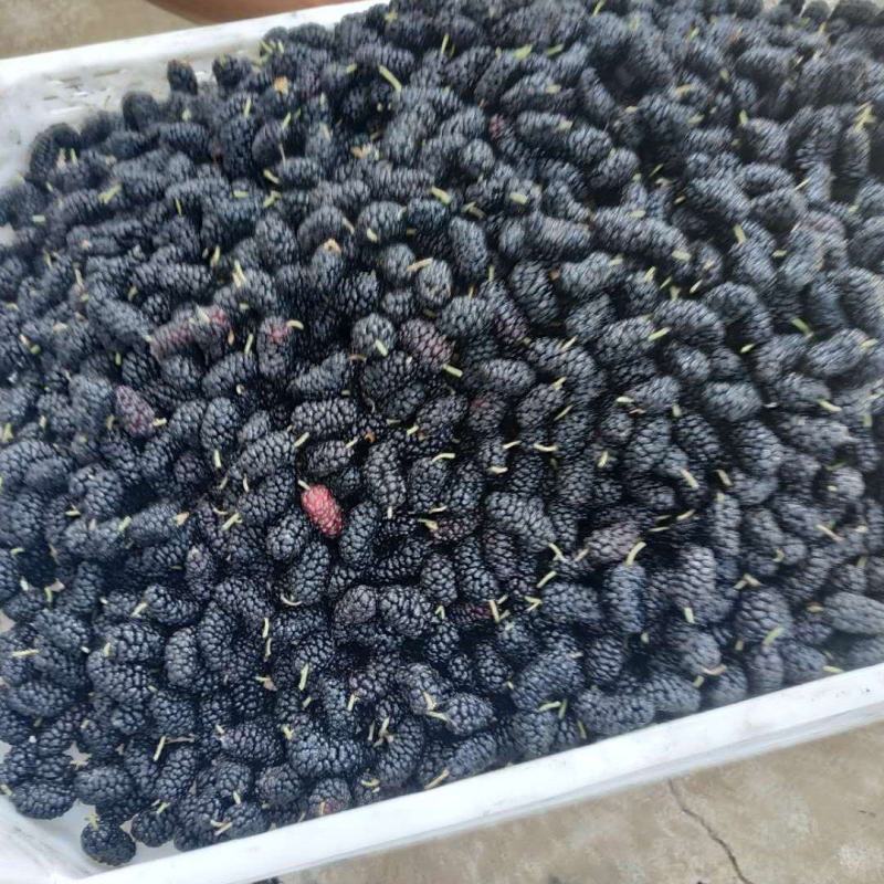 桑椹精品桑葚产地直发保质保量对接酒厂市场量大优惠