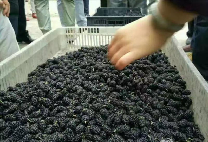 桑椹精品桑葚产地直发保质保量对接酒厂市场量大优惠