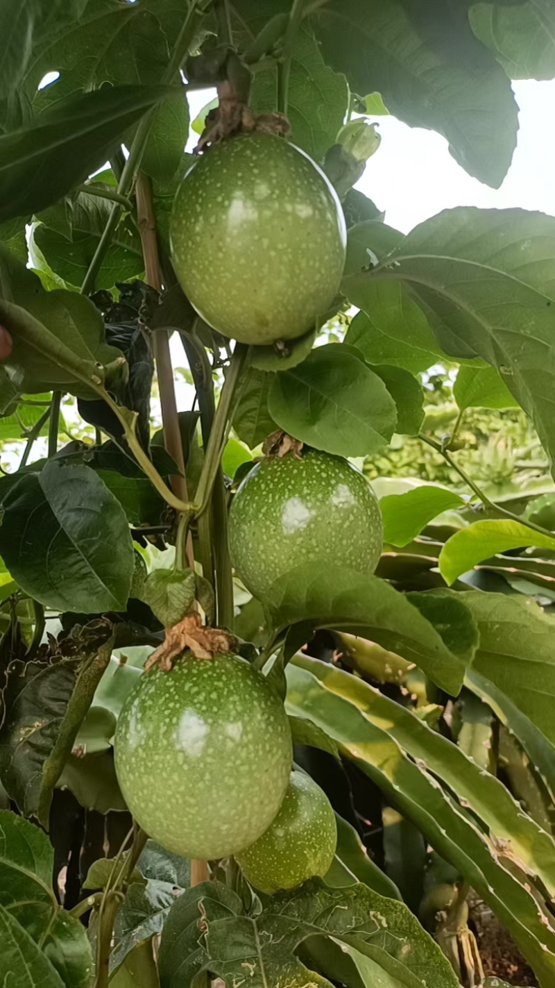 百香果