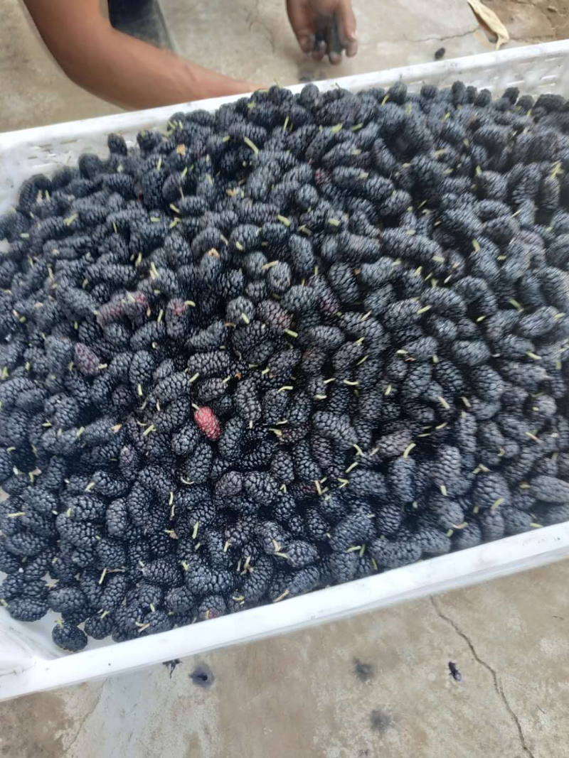 桑椹精品桑葚产地直发保质保量对接酒厂市场量大优惠