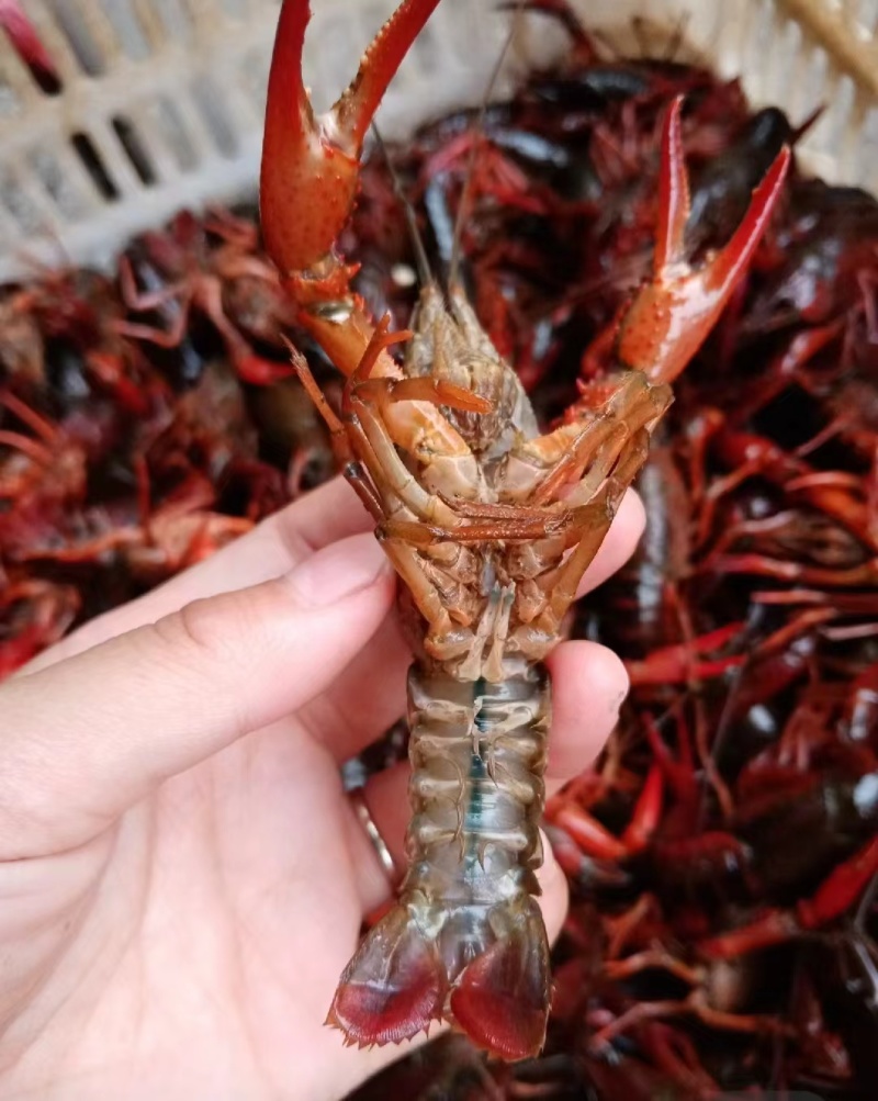 四川小龙虾肉紧Q弹精品，7-9大虾，批发货源稳定品质保证