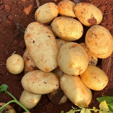 贵州毕节威宁黄心土豆，大量接单产地直发欢迎来电