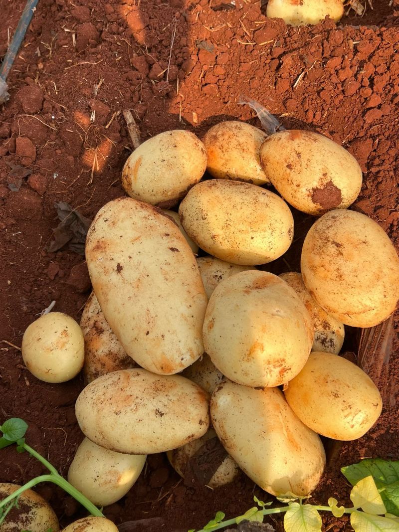 贵州毕节威宁黄心土豆，大量接单产地直发欢迎来电