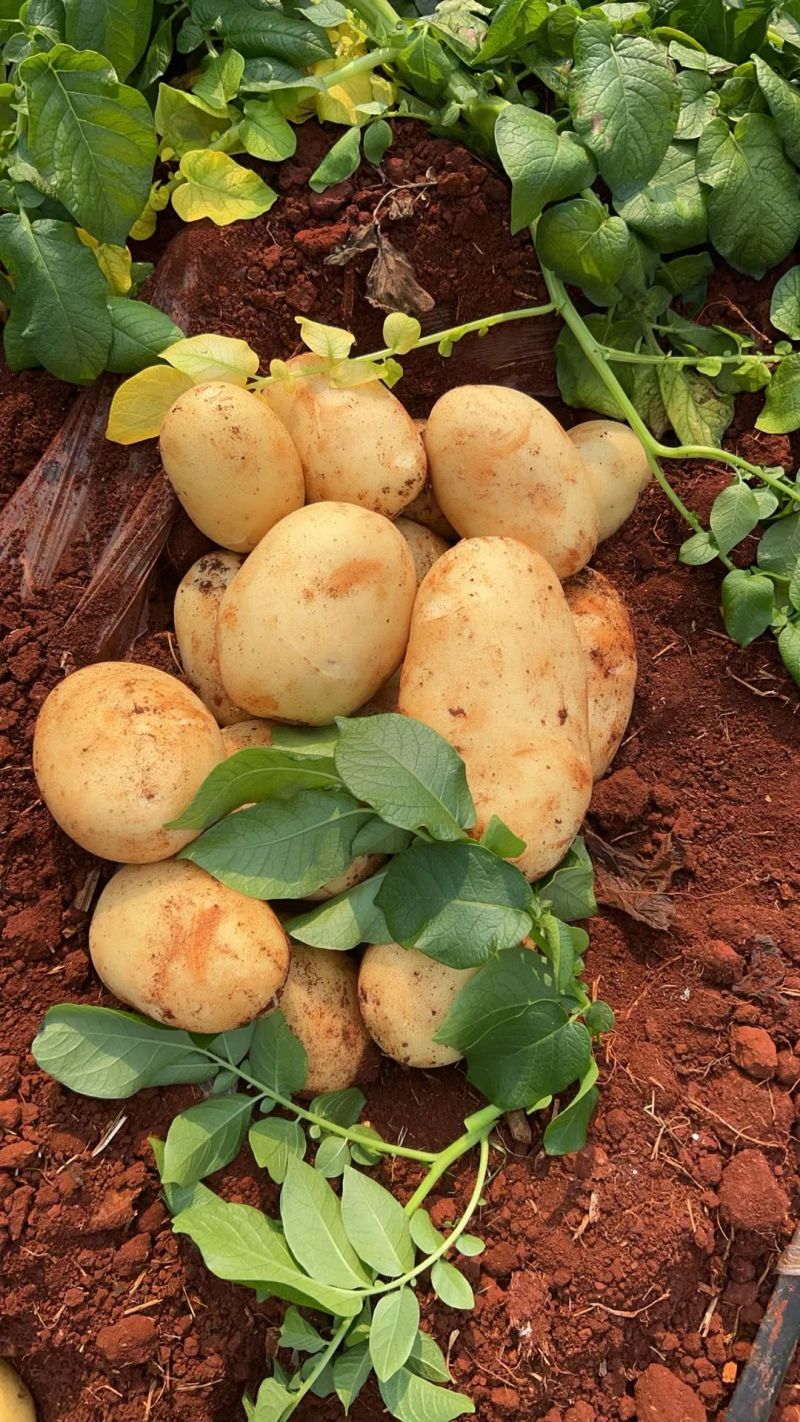 贵州毕节威宁黄心土豆，大量接单产地直发欢迎来电