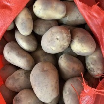 贵州希森土豆大量接单产地直发量大从优欢迎来电