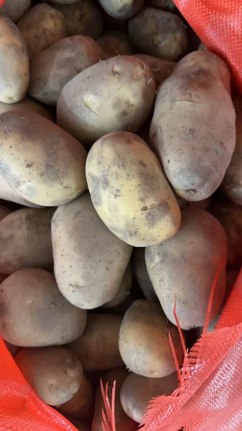 贵州希森土豆大量接单产地直发量大从优欢迎来电
