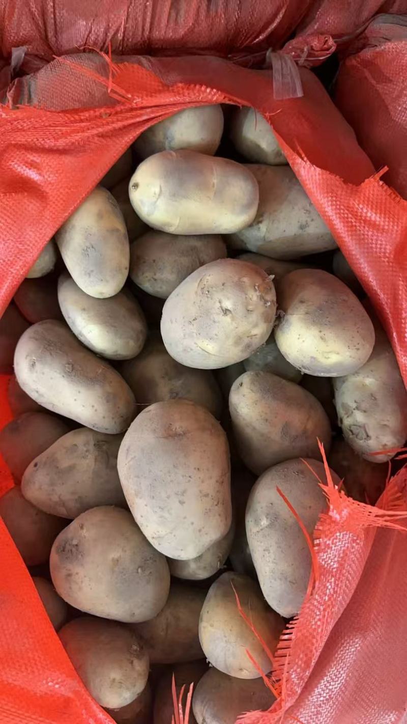 贵州希森土豆大量接单产地直发量大从优欢迎来电