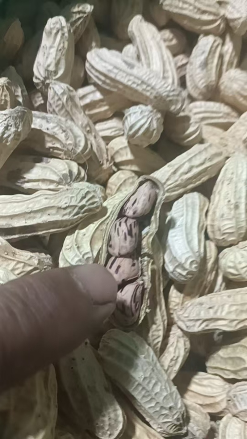 云南边境七彩花生