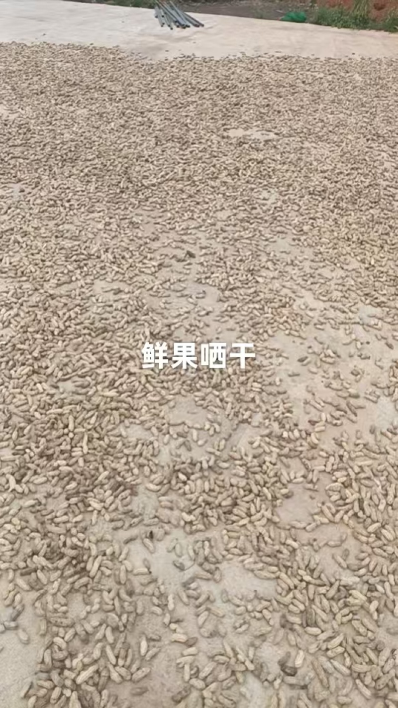 云南边境七彩花生