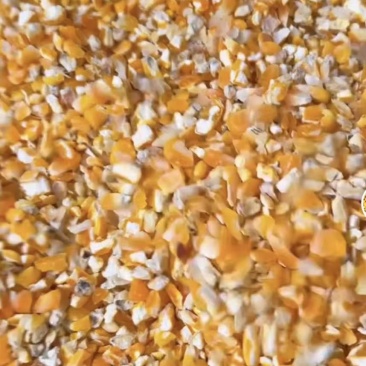 碎玉米，净粮碎玉米包邮到家，价格优惠，质量保证优良碎玉米，
