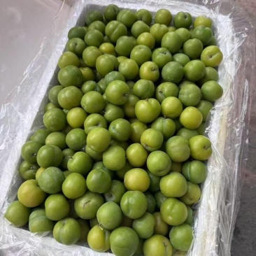 早李，三月李，大机分选，泡沫箱抽真空包装，按净重计价