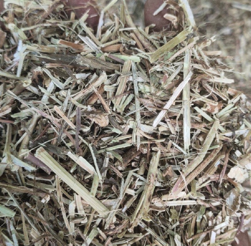 花生秧，无土，无霉，全绿，